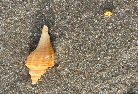 Shell on the beach-01 (2) Photos