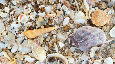 Shell on the beach-01 (2) Stock Photos