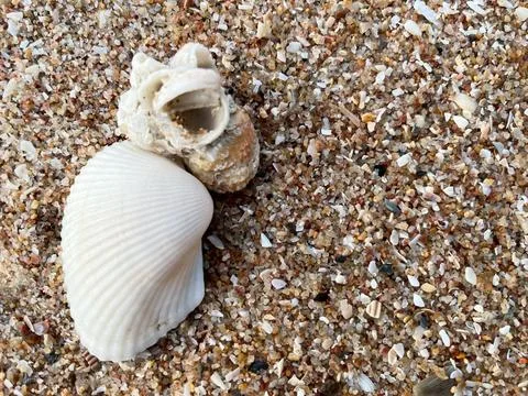 Shell on the beach-01 (21) Stock Photos