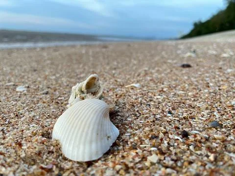 Shell on the beach-01 (23) Stock Photos