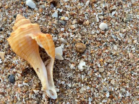 Shell on the beach-01 (25) Stock Photos