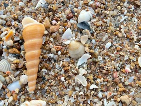 Shell on the beach-01 (28) Stock Photos