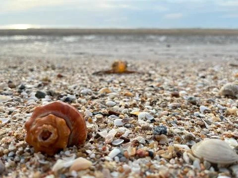 Shell on the beach-01 (3) Stock Photos