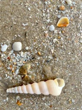 Shell on the beach-01 (31) Stock Photos