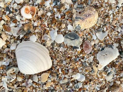 Shell on the beach-01 (32) Stock Photos