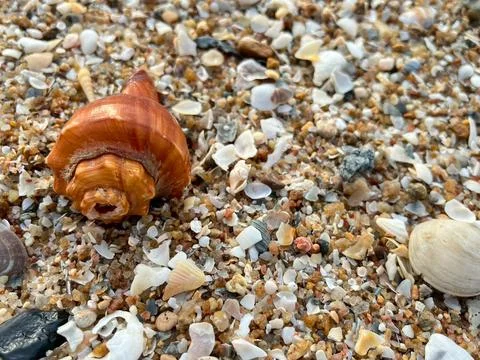 Shell on the beach-01 (39) Stock Photos