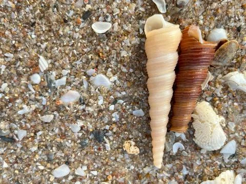 Shell on the beach-01 (4) Stock Photos