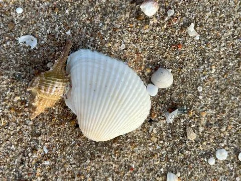 Shell on the beach-01 (4) Stock Photos