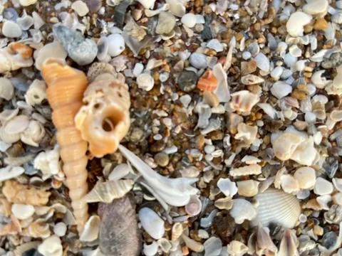 Shell on the beach-01 (5) Stock Photos