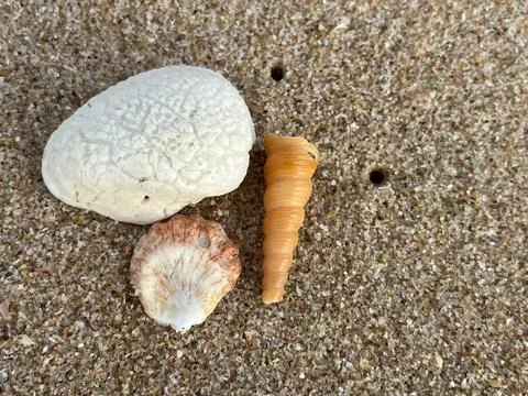 Shell on the beach-01 (5) Photos