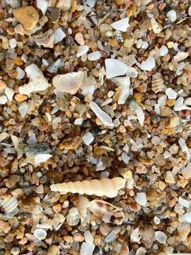 Shell on the beach-01 (6) Stock Photos