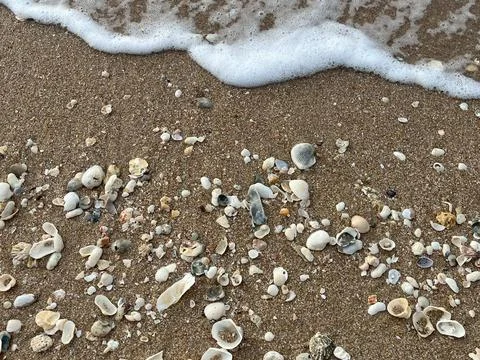 Shell on the beach-01 (6) Photos