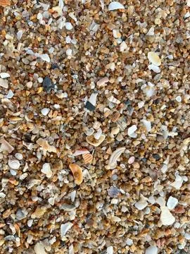 Shell on the beach-01 (7) Stock Photos