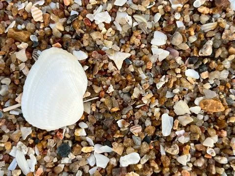 Shell on the beach-01 (8) Stock Photos