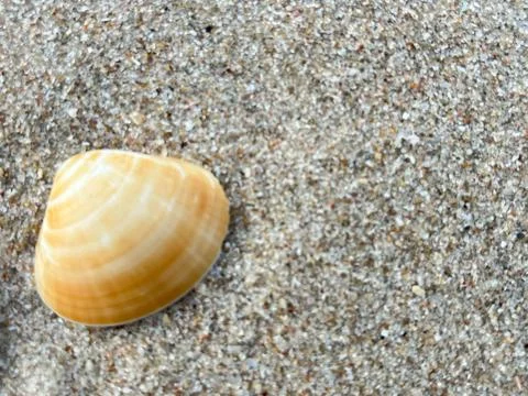 Shell on the beach-01 (9) Stock Photos