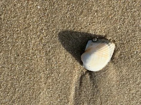 Shell on the beach-1 (2) Foto stock