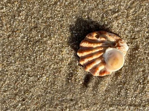 Shell on the beach-1 (3) Photos