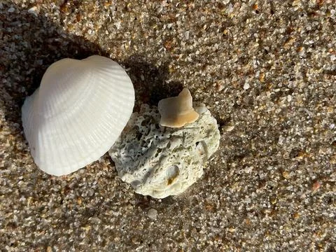 Shell on the beach-1 (5) Stock Photos