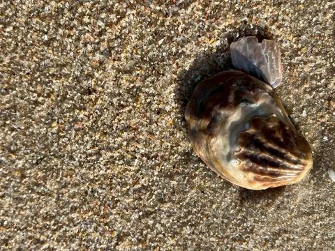 Shell on the beach-1 (6) Stockfoto's