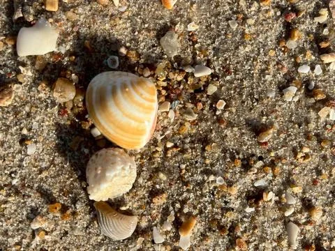 Shell on the beach-1 (7) Stock Photos