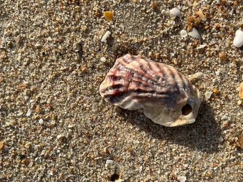 Shell on the beach-1 (8) Stock Photos