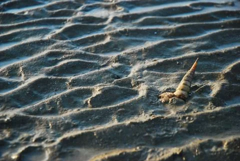 Shell on beach among wave of sand Stock Photos