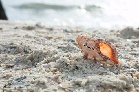 Shell on the beach and text Stock Photos