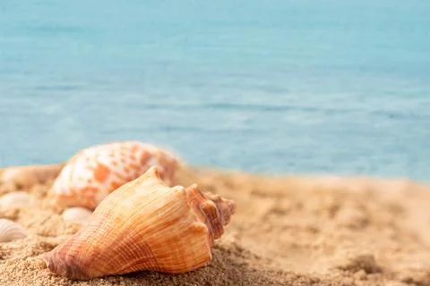 Shell on the beach with the blue sea Фото