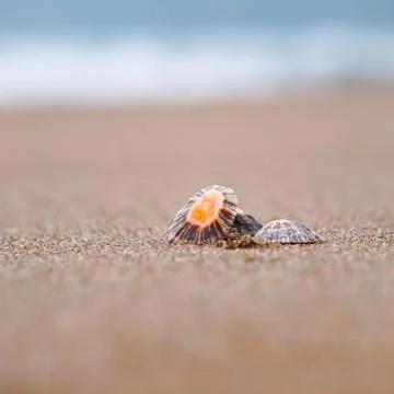 The shell in the beach in the coast Stock Photos