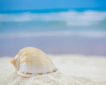 Shell on the beach - copy space Fotos Stock