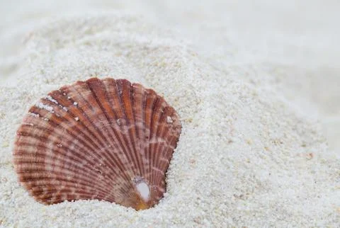 Shell on the beach - copy space 写真素材