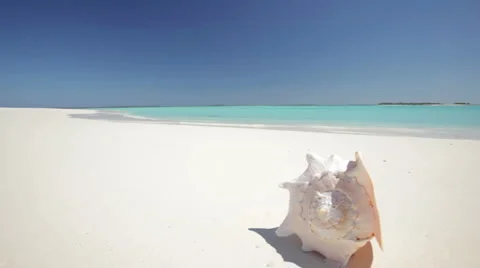 Shell on the beach dolly shot Stock Footage 1017020