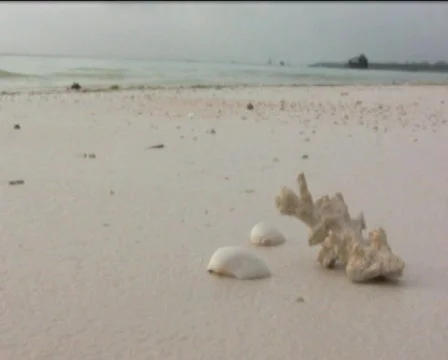Shell on the beach  Stock Footage 547807