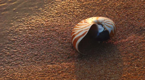 Shell on Beach 库存影片 22770182