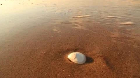 Shell On The Beach Vidéo 41825142