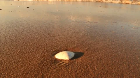 Shell On The Beach Stock Footage 41825763