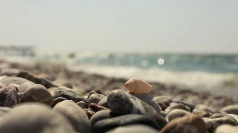 Shell on the beach. Stock Footage 58914262