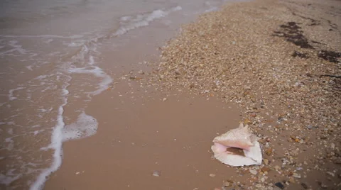 Shell on the beach Stock Footage