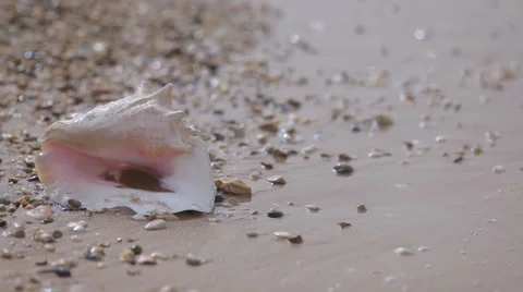 Shell on the beach Vídeos de archivo 65263875