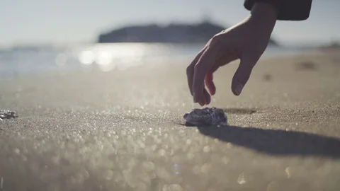 Shell at the beach Stock Footage 100533875