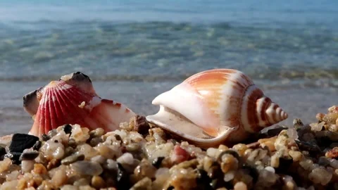 Shell on the beach Video stock 247500225