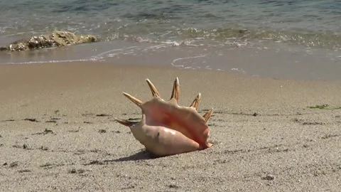 Shell on the beach Vídeo Stock 334860337