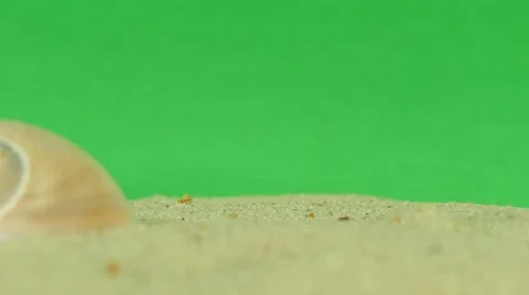 Shell on beach with green screen 4k Footage Stock Footage 64218420