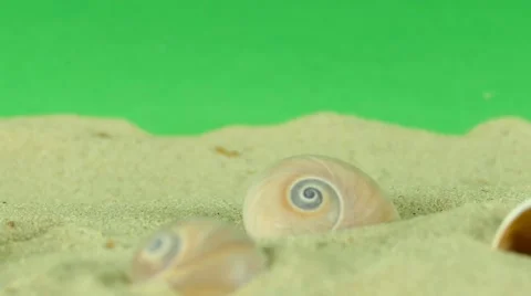 Shell on beach with green screen 4k Footage Stock Footage 64218437