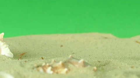 Shell on beach with green screen 4k Footage Stock Footage 64218442