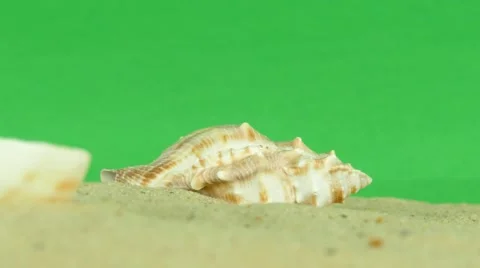 Shell on beach with green screen 4k Footage Stock Footage 64218457
