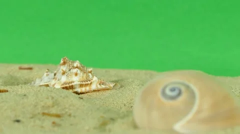 Shell on beach with green screen 4k Footage Stock Footage 65010197