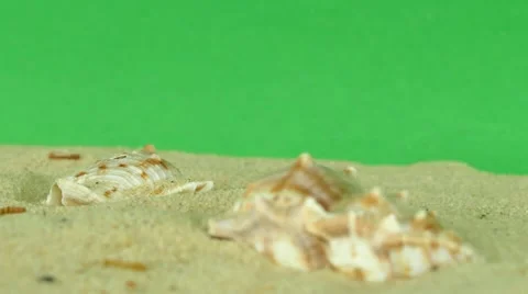 Shell on beach with green screen 4k Footage Stock Footage 65010200