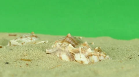 Shell on beach with green screen 4k Footage Stock Footage 65010204