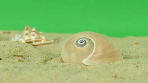 Shell on beach with green screen 4k Footage Stock Footage 65010210